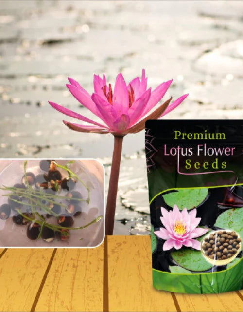 Japanese Bonsai Multicolour Bowl Lotus Seeds (7 Days Germination) - Buy 1 Get 1 Packet FREE